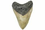 Fossil Megalodon Tooth - North Carolina #299052-1